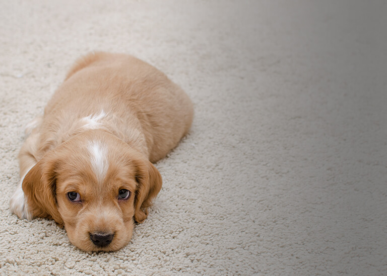 Flooring, Saint John, NB Home Hamilton's Carpets & Ceramics